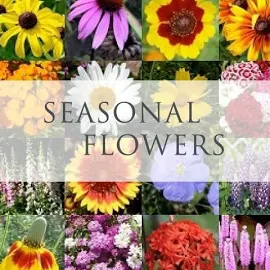 Seasonal Flowers - Subscription Regular / Wrapped