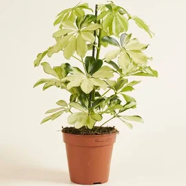 Schefflera Melanie | Strahlenaralie | Zimmerpflanze | Ø 13 cm | 40 cm hoch