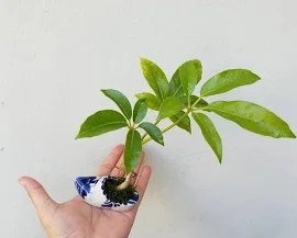 Australischer Regenschirmbaum 'Sheffleraactinophylla' Samen - Bio - Frisches Dekor - Garten und Wachsen - Innendekor