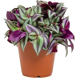 Tradescantia Zebrina Inch Pflanze wandernd jüdisch fürStartseite Büro (15-25cm mit Topf)