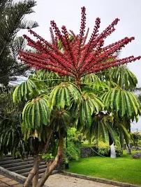 Oktopus Baum Umbrella Tree Schefflera Actinophylla ( 30 Samen )