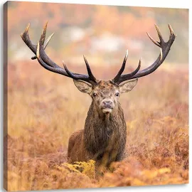 Fotodruck Big Stag in A Field