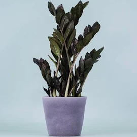 Zamioculcas zamiifolia 'Raven' | Glücksfeder | M