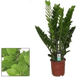 Zamioculcas 110-120 cm Zamiifolia Zanzibar Glücksfeder Zimmerpflanze