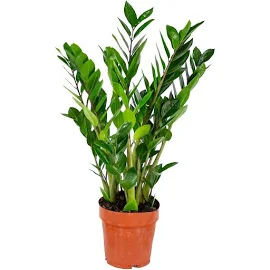 Smaragdpalme Zamioculcas Zamiifolia : 1