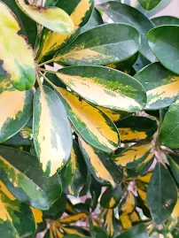 Schefflera Arboricola Variegata - Variegata-Schirmbaum - lebende Pflanze