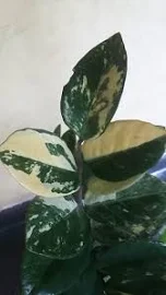 Zamioculcas zamiifolia | ZZ Pflanze bunt | ZZ | mit Pflanzengesundheitszeugnis