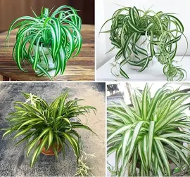 4 Topfsorten von Spinnenpflanzen (Chlorophytum comosum) - Zebragras, Bonnie Curly, Hawaiianische und bunte Spinnenpflanzen