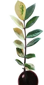 Zamioculcas Zamiifolia ZZ Variegata