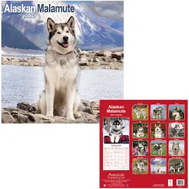 Alaskan Malamute 2024 - 16-Monatskalender|Kalender