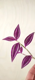 Tradescantia zebrina Pink Paradise, bunte Commelinaceae-Pflanze, ein Schnitt