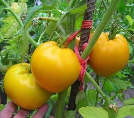 Graines de tomate, 60 tomates citron graines géantes graines biologiques ukrainiennes, SW588