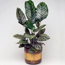 1 x Calathea Ornata Tropical Stunning Houseplant with Pot 40-50cm