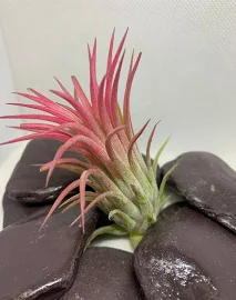 Large Red Air plant Tillandsia Ionantha rubra size approx 8 -9 cm stunning deep pink/red photo of current stock