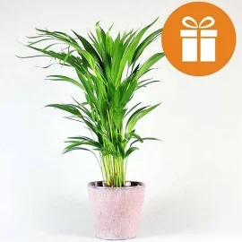 Plant Subscription Box Gift Card 6 Months | Bloombox Indoor And Garden Plants - Delivered