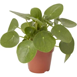 GoodHome Chinese Money Plant in 12cm Pot Green