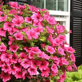 Surfinia Crazy Pink | Tray of 84 Large Plug Plants by Brookside Nursery
