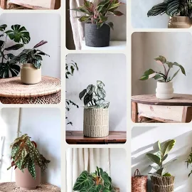 Plant Subscription Box - Plant Only