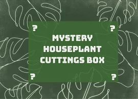 Mystery Houseplant Selection Box
