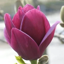 'Genie' Purple Magnolia Shrub, 10L Pot & 70-100cm Height