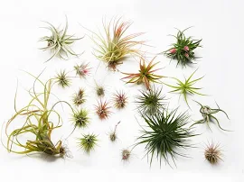 AIR PLANTS x 2 - Named Tillandsia collection - Indoor Live Plant, House Decoration, Office Airplants