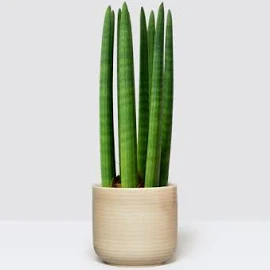 ﻿30-40cm Sansevieria Cylindrica - Cylindrical Snake Plant - Indoor Plants & House Plants