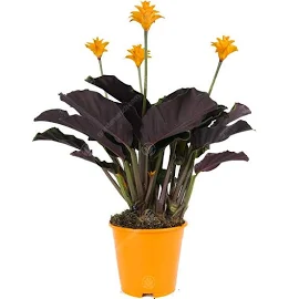 Calathea Crocata Eternal Flame Live Indoor Decorative Houseplant in 14cm Pot