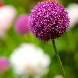 Houseplant Subscription Boxes | Flowers By Flourish Ltd