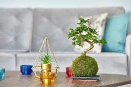 Carmona Bonsai Tree | Japanese Kokedama | Beginners Indoor Bonsai | Home & Garden | Personalised Gift Ideas