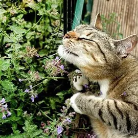 Semi di pianta di erba gatta (Nepeta Cataria)