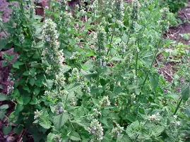 Erba gatta, Nepeta cataria 20 semi F 008