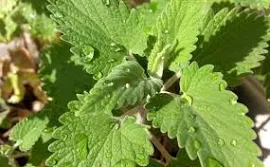 200 Semi di Catnip - Nepeta Cataria - Semi Contadini riproducibili - Semiwild