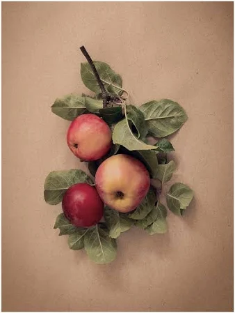 IKEA PJÄTTERYD canvas foglie e mele