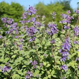 100 semi di erba gatta, Nepeta Cataria