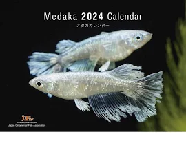 Medaka Calendar メダカカレンダー 2024(月めくり・壁掛け)