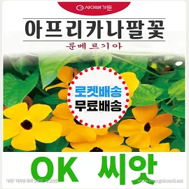 [OK씨앗] [아프리카나팔꽃(툰베르기아)] 나팔꽃꽃씨앗, 종자(오케이씨앗),10립