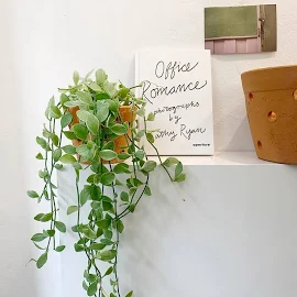행잉플랜트 화이트 디시디아 공중식물 카페 화분 키우기 쉬운 식물