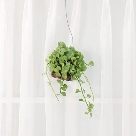 디시디아(반볼)