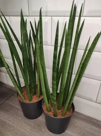 Sansevieria cylindrica Wężownica cylindryczna 40cm