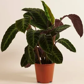 Calathea Warscewiczii | Roślina Domowa | Ø 19 cm | 60 cm wysokość