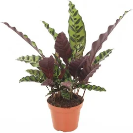 Calathea Insignis- Pot 12 Cm - Height 30 Cm