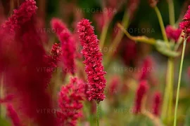 Rdest himalajski Fat Domino Persicaria amplexicaulis czerwonoRóżowy kwiat