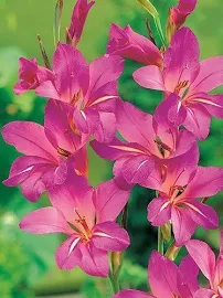 Mieczyk (Gladiolus Byzantinus) 10 szt.