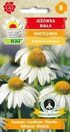 Jeżówka biała White Swan, Echinacea