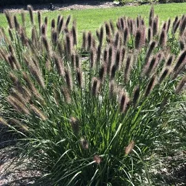 Rozplenica japońska VIRIDESCENS (Pennisetum alopecuroides) Sadzonka C1/C2