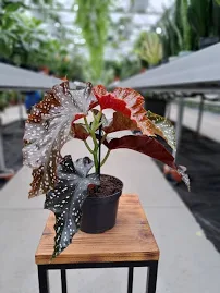 Begonia Maculata P12 Rośliny Doniczkowe