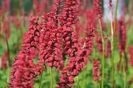 Rdest himalajski Caliente różowoCzerwony Persicaria amplexicaulis