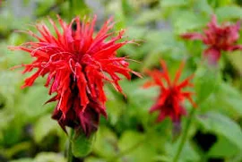 Pysznogłówka 'Cambridge Scarlet' (Monarda)