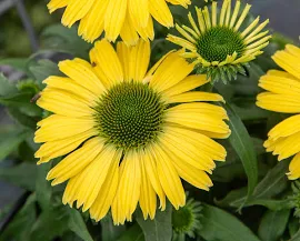 Jeżówka Yellow Pearl Imp. Echinacea P9 żółto-zielona