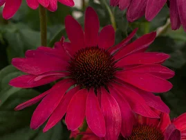 Jeżówka - Echinacea' Sweet Meadow Mama' P9 ciemnoróżowa